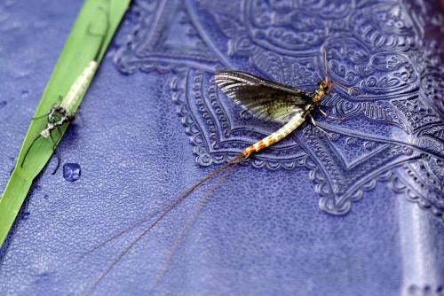 Ephemera danica